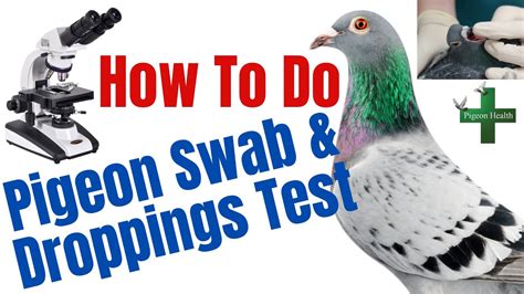 testing pigeon droppings|how do pigeons produce droppings.